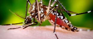 Prevenção e Combate ao mosquito Aedes aegypti